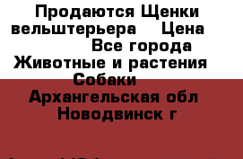 Продаются Щенки вельштерьера  › Цена ­ 27 000 - Все города Животные и растения » Собаки   . Архангельская обл.,Новодвинск г.
